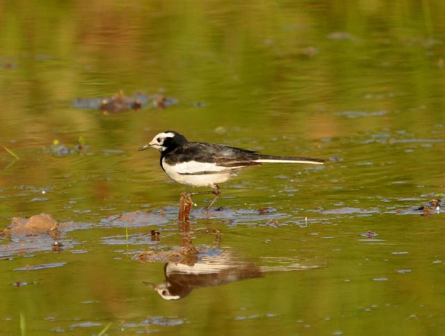 white wagtail